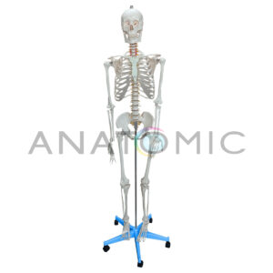 Esqueleto Feminino de 170 Cm Padrão, com Suporte e Base com Rodas - Tgd-0101-f