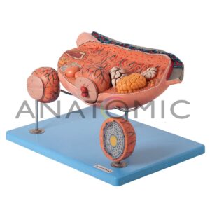 Ovário Ampliado, em 13 Partes Tzj-0353-o;;;anatomic ;9 
90005;torso de 28cm, Assexuado, em 15 Partes Tgd-0209;;;anatomic ;9 
90006;torso em Disco, Corte Axial, em 20 Partes Tgd-0220;;;anatomic ;9 
90007;torso de 85 Cm, Bissexual, com Coluna Exposta, em