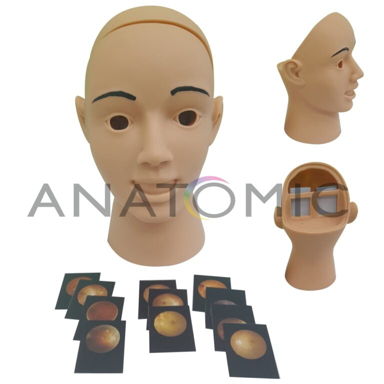 Modelo Cabeça para Exame de Retinopatia - Tgd-4065-r