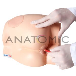 Simulador para Sonda Retal e Injeção Intramuscular - Tgd-4009