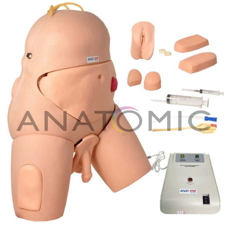 Simulador de Cateterismo Vesical, Bissexual, com Dispositivo de Controle e Cuidados com Colostomia - Tgd-4008
