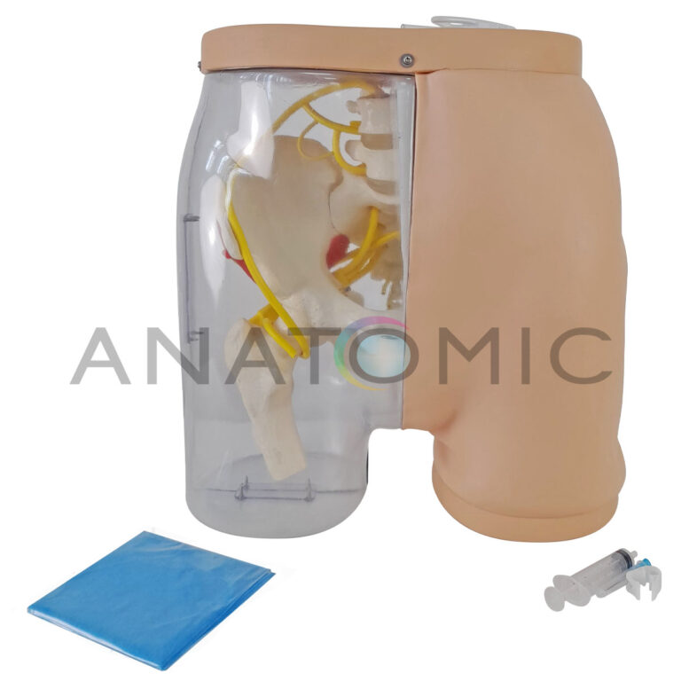 Simulador para Treino de Injeção Intramuscular no Glúteo, com Visualização da Estrutura Interna e Dispositivo de Sinalização de Advertência - Tgd-4009-c