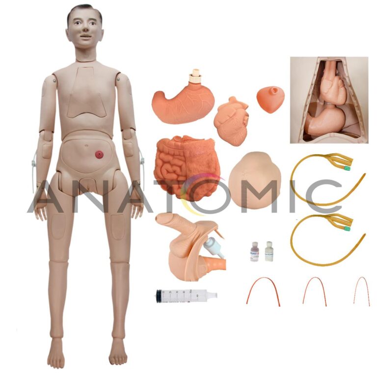 Manequim Adulto Bissexual, com Órgãos Internos para Treino de Enfermagem -tzj-0502-s